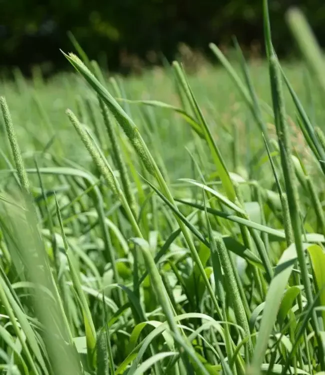 Timothy Hay Supplier Timothy Hay Supplier