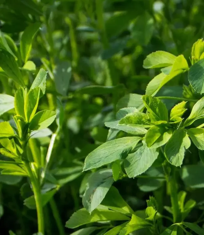 bulk alfalfa hay